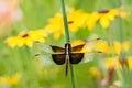 Widow Skimmer Dragonfly Royalty Free Stock Photo