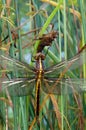 Widow Skimmer Dragonfly and Naiad case