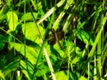 Widow Skimmer Dragonfly Perched on a Summer Wildflower Stem Royalty Free Stock Photo