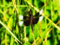 Widow Skimmer Dragonfly Perched on a Summer Wildflower Stem Royalty Free Stock Photo