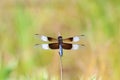 A Widow Skimmer Dragonfly at Rest Royalty Free Stock Photo