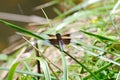 A male Widow Skimmer dragonfly resting by a pond Royalty Free Stock Photo