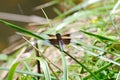 A male Widow Skimmer dragonfly resting by a pond