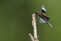 Widow Skimmer dragonfly Royalty Free Stock Photo