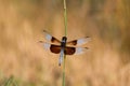 A Widow Skimmer dragonfly on a stick with its wings spread wide Royalty Free Stock Photo