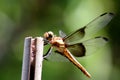 Widow Skimmer Dragonfly Eyes 04 Royalty Free Stock Photo