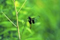 Widow Skimmer Female   50259 Royalty Free Stock Photo