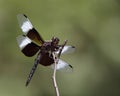 Widow Skimmer (Libellula luctuosa) Royalty Free Stock Photo