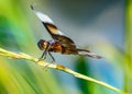 Widow Skimmer Libellula luctuosa profile view Royalty Free Stock Photo