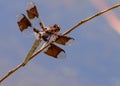 Widow Skimmer Libellula luctuosa Royalty Free Stock Photo