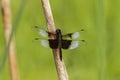 Widow Skimmer Libellula luctuosa Royalty Free Stock Photo