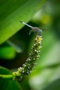 Widow Skimmer on Pickerelweed Royalty Free Stock Photo