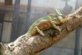 Wield vield chameleon on tree branch in rain