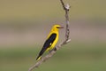 Wielewaal, Golden Oriole, Oriolus oriolus Royalty Free Stock Photo