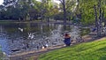 Wiener Stadtpark Swan Lake, Wien - Vienna, Austria Royalty Free Stock Photo
