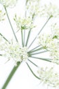 Wies hogweed Heracleum sphondylium bloom very close Royalty Free Stock Photo