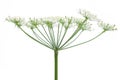 Wies hogweed Heracleum sphondylium - flower side Royalty Free Stock Photo