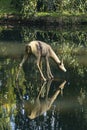 Scenic sculpture of the fith leg deer  in the Nero valley in Wiesbaden, Germany created by Michael von Brentano in 2019 Royalty Free Stock Photo