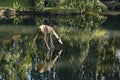 Scenic sculpture of the fith leg deer  in the Nero valley in Wiesbaden, Germany created by Michael von Brentano in 2019 Royalty Free Stock Photo