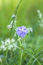 Wiesen-Storchschnabel, Geranium pratense Royalty Free Stock Photo