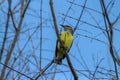 A wiever bird on a twig perched and looks around. Short tail, decent beak for wieving and strong claws are some attributes.