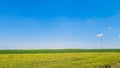 wiew of green and yellow field.A field of rapeseed with windmill in Deliblato sands,Vojvodina,Srbija