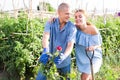 Wife and husband cutting roses