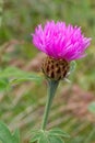 Wig knapweed or Centaurea phrygia.