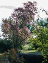 Wig-tree with pink hairs