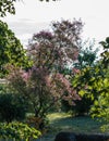 Wig-tree with pink hairs