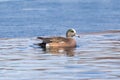 Wigeon duck drake swimming in a blue reflecting Winter lake Royalty Free Stock Photo