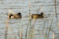 Wigeon duck pair Royalty Free Stock Photo