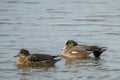 Wigeon Duck pair Royalty Free Stock Photo