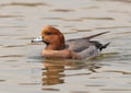 A Wigeon on patrol