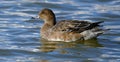 The wigeons or widgeons are a group of birds, dabbling ducks. Female.