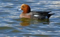 The wigeons or widgeons are a group of birds, dabbling ducks. Male
