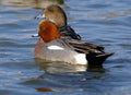 The wigeons or widgeons are a group of birds, dabbling ducks