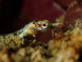 Banded pipefish - Corythoichthys amplexus Royalty Free Stock Photo