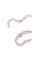 2 wiggly pink worms earthworms nightcrawler