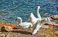 Wings Open Swans at the Broadmoor Resort and Hotel - Colorful - with Lake