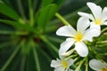 Wihite flowers with leaf in the background. Royalty Free Stock Photo