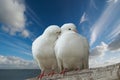 Wihte doves in love Royalty Free Stock Photo