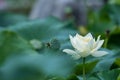 Wihte lotus flower in bloom in summer