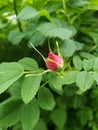 WIild Rose Blossom Budding Spring Royalty Free Stock Photo