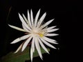 Wijaya kusuma flower