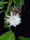 Wijaya Kusuma Flower Blossom in the midnite