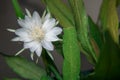 Wijaya kusuma flower, Epiphyllum anguliger, crenate orchid cactus, Night Jasmine Epiphyllum.