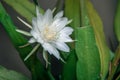 Wijaya kusuma flower, Epiphyllum anguliger, crenate orchid cactus, Night Jasmine Epiphyllum.