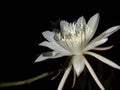 The wijaya kusuma flower is nicknamed the queen of the night