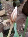 Wijaya Kusuma flower when it is still in bud